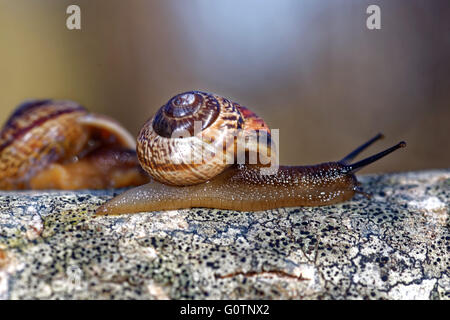 Grove escargot ou brown-labiés (escargot Cepaea nemoralis) est une espèce d'oiseau de Banque D'Images