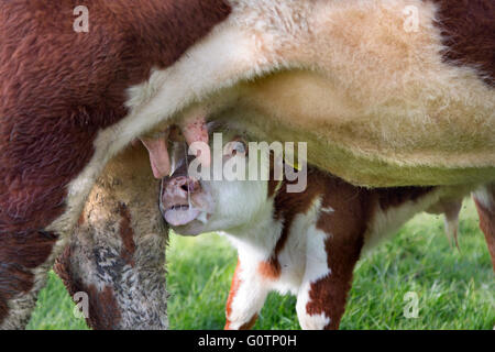 Veau de lait lait Hereford cow Banque D'Images