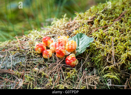 Sur un mûrier une continuation de la formation en bois. Fresh Fruits sauvages Banque D'Images