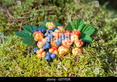 Les baies sauvages sur un arrière-plan dans une continuation de bois. Fresh Fruits sauvages Banque D'Images