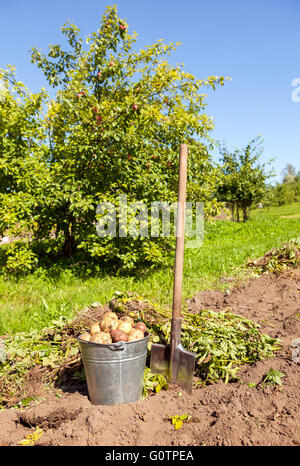Les pommes de terre fraîchement creusés dans le métal seau et pelle sur le terrain Banque D'Images