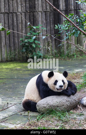 Fermer la vue d'un drôle de Panda Géant, Chengdu, Chine Banque D'Images