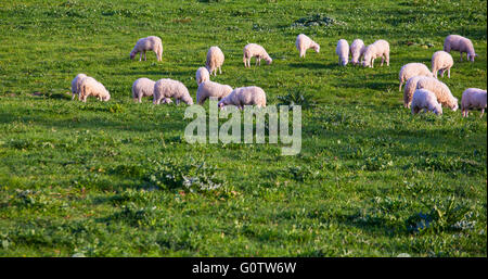 Troupeau de moutons paissant sur champ avec de l'herbe verte Banque D'Images