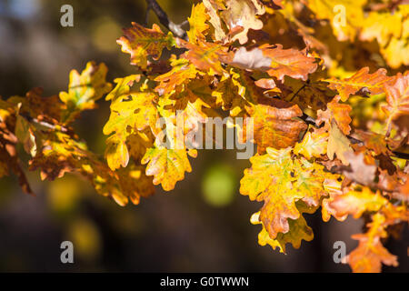 Les feuilles dorées en automne. Banque D'Images