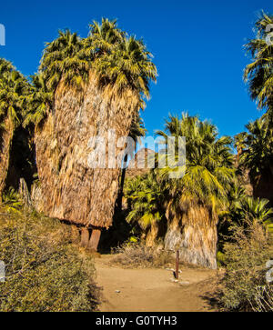 Les canyons Indiens en Californie avec la Californie Fan Palm arbre dans un paysage oasis du désert de Palm Springs. Banque D'Images