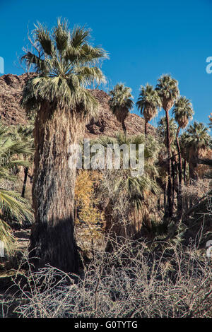 Les canyons Indiens en Californie avec des Palmiers sous le soleil paysage oasis du désert de Palm Springs. Banque D'Images