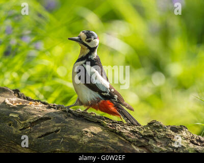 Pic épeiche mâle (Dendrocopos major) en quête de bois naturel. Perché, isolé contre l'arrière-plan. Banque D'Images