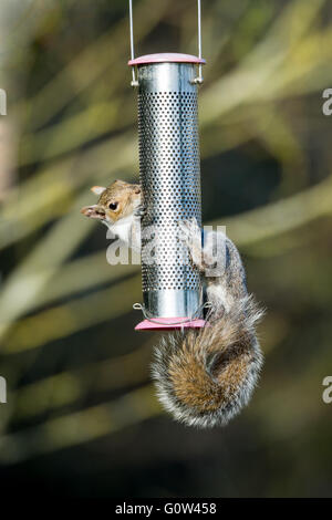 Écureuil gris Sciurus carolinensis se nourrissent d'une mangeoire suspendue Banque D'Images