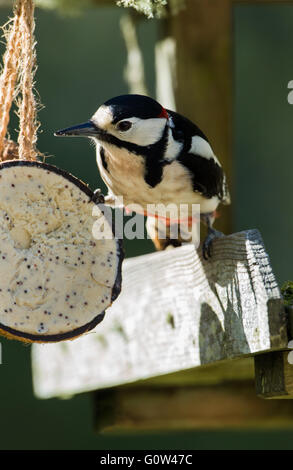 Pic épeiche mâle, Dendrocopos major sur table d'oiseaux se nourrissant sur le jardin rempli de graisse coconut Banque D'Images