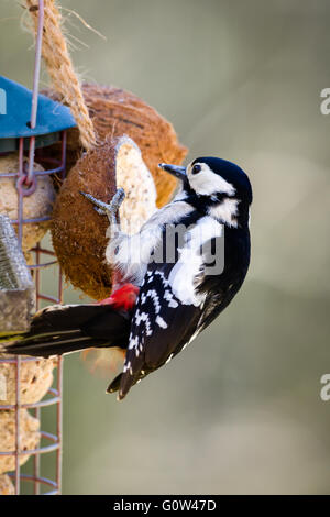 Pic épeiche femelle, Dendrocopos major sur table d'oiseaux se nourrissant sur le jardin rempli de graisse coconut Banque D'Images