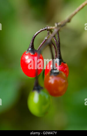 Solanum dulcamara douce-amère fruits ou baies Banque D'Images