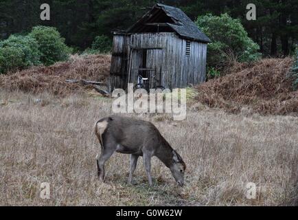 Red Deer grazing in Glen Etive Banque D'Images