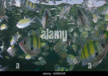 3 mars 2016 - école de poisson sergent Indo-pacifique, sergent-major ou sergent commun (Abudefduf vaigiensis) Océan Indien, Hikkaduwa, au Sri Lanka, en Asie du Sud © Andrey Nekrasov/ZUMA/ZUMAPRESS.com/Alamy fil Live News Banque D'Images