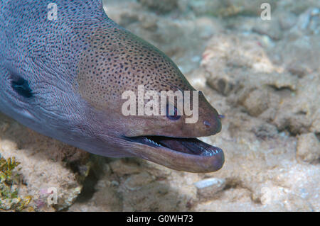 3 mars 2016 - Portrait murène géante, Blackpearl Moray, Java, la murène géante svelte, Javan moray moray moray ou méditerranéen (Muraena helena) Océan Indien, Hikkaduwa, Sri Lanka, l'Asie du Sud © Andrey Nekrasov/ZUMA/ZUMAPRESS.com/Alamy fil Live News Banque D'Images