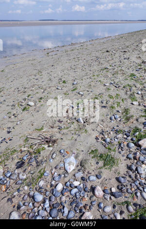 Poissons morts dans Le Hourdel, baie de Somme, France, 2016