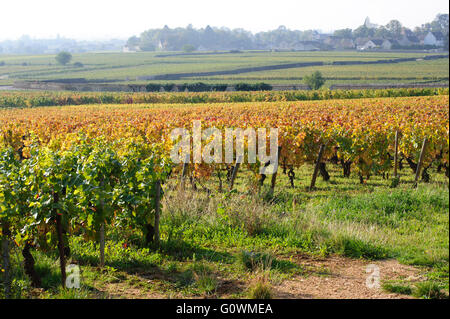 Pinot noir vignoble tôt le matin sur le temps d'automne , Côte-d'Or, Bourgogne, France, Europe Banque D'Images