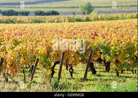 Vignoble sur saison d'automne en Bourgogne près de Beaune, France, Europe Banque D'Images