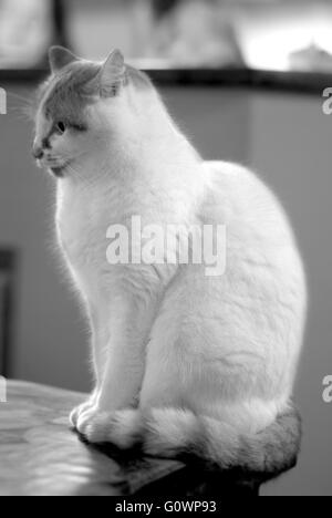 Jeune chat en noir et blanc, photographié à la maison avec de belles flou autour Banque D'Images