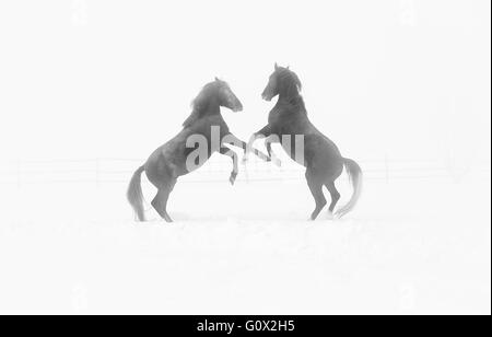 Chevaux jouant sur un jour brumeux en hiver. Il a du bruit à pleine résolution Banque D'Images