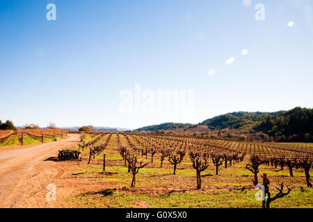 Vignoble à Sonoma en Californie Banque D'Images