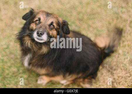 Triste brown dog à délaissé pour l'appareil photo Banque D'Images