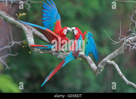 Aras rouges et verts (Ara chloroptera Buraco das Araras), près de Bonito, Mato Grosso do Sur, Pantanal, Brésil, Banque D'Images