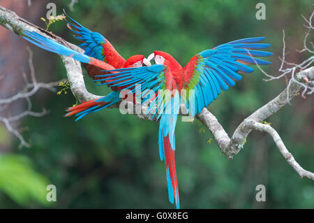 Aras rouges et verts (Ara chloroptera), paire de cour, près de Buraco das Araras, Bonito Mato Grosso do Sur, Pantanal, Brésil Banque D'Images