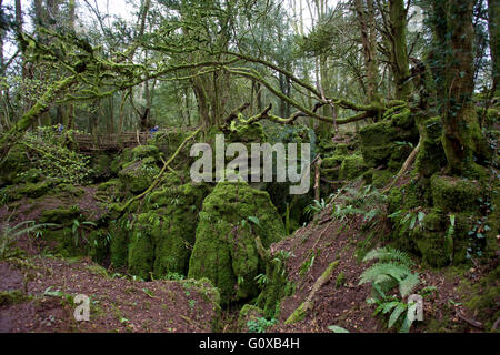 Puzzlewood est une ancienne forêt dans la forêt de Dean Gloucester Angleterre Banque D'Images