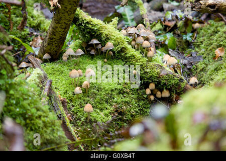 Puzzlewood est une ancienne forêt dans la forêt de Dean Gloucester Angleterre Banque D'Images