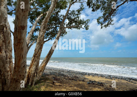 Eucalyptus on Beach, Captain Cook Highway, Queensland, Australie Banque D'Images