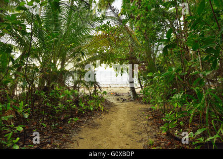 Chemin de plage, forêt tropicale de Daintree, Cape Tribulation, Queensland, Australie Banque D'Images