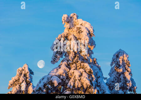 La neige a couvert les conifères avec lune. L'hiver, Grosser Feldberg, Francfort, Taunus, Hesse, Germany Banque D'Images