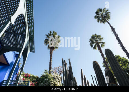 Palmiers et cactus, le Jardin Majorelle, Marrakech, Maroc, Afrique du Nord, Afrique Banque D'Images