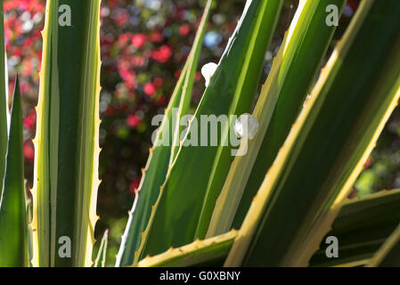 Close-up de plante succulente, le Jardin Majorelle, Marrakech, Maroc, Afrique du Nord, Afrique Banque D'Images