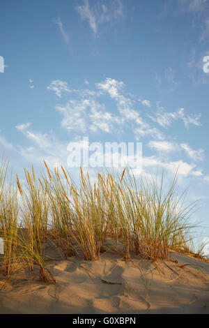 L'herbe des dunes avec du soleil chaud et ciel, Arcachon, Aquitaine, France Banque D'Images