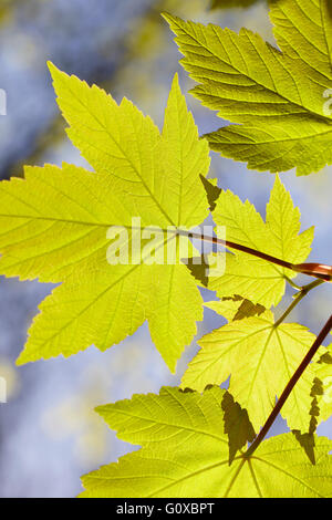 Close-up de feuilles vertes au printemps, Hambourg, Allemagne Banque D'Images