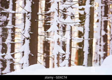 Close-up de l'épinette de Norvège (Picea abies) sur le tronc des arbres en forêt, recouverts de neige en hiver, forêt de Bavière, Bavière, Allemagne Banque D'Images