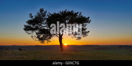 Vue panoramique de silhouette d'arbre de pin sylvestre (Pinus sylvestris) au coucher du soleil en automne, Haut-Palatinat, en Bavière, Allemagne Banque D'Images