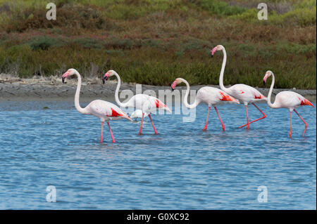 Plus de flamants roses (Phoenicopterus roseus), des Saintes-Maries-de-la-Mer, Parc Naturel Régional de Camargue, France Banque D'Images