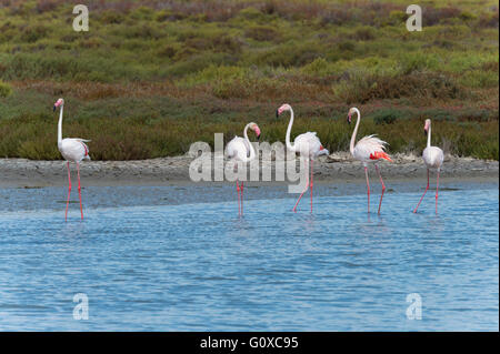 Plus de flamants roses (Phoenicopterus roseus), des Saintes-Maries-de-la-Mer, Parc Naturel Régional de Camargue, France Banque D'Images