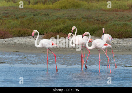 Plus de flamants roses (Phoenicopterus roseus), des Saintes-Maries-de-la-Mer, Parc Naturel Régional de Camargue, France Banque D'Images