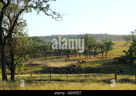 Une grande foule de bétail étant rassemblées au cours de l'organisme de bienfaisance de bétail près de Eidsvold Eidsvold dans le Queensland, Australie. Banque D'Images