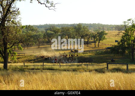 Une grande foule de bétail étant rassemblées au cours de l'organisme de bienfaisance de bétail près de Eidsvold Eidsvold dans le Queensland, Australie. Banque D'Images