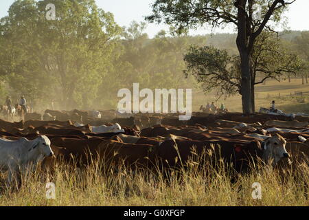 Une grande foule de bétail étant rassemblées au cours de l'organisme de bienfaisance de bétail près de Eidsvold Eidsvold dans le Queensland, Australie. Banque D'Images