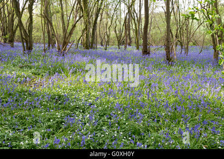 Photographie de bluebell woodland à Wateringbury, Maidstone, Kent, UK Banque D'Images