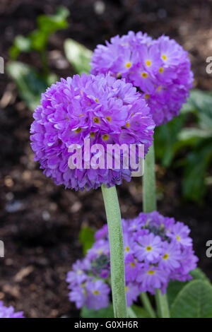 Les chefs d'drumstick mauve floraison printemps plante vivace Primula denticulata Banque D'Images