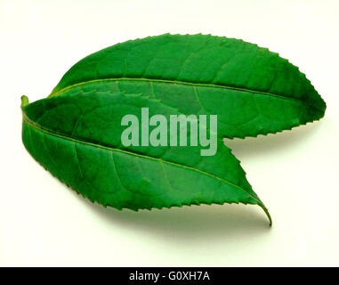 Deux feuilles de thé sur un fond blanc, pur Banque D'Images
