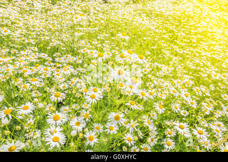 Belles fleurs daisy blanc sur le pré au coucher du soleil. Banque D'Images