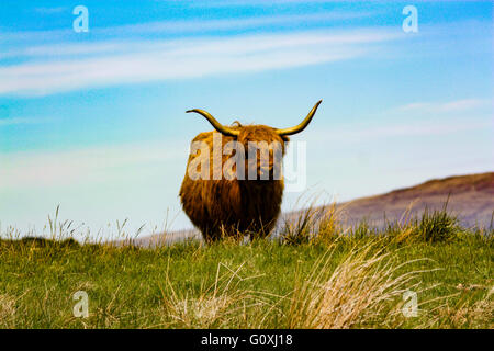 Belle vache Highland, Brown, longicorne bovins en Mull Ecosse, magnifique créature, debout dans l'herbe longue près d'un loch Banque D'Images