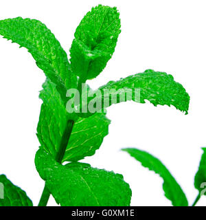 Libre d'une plante de menthe sur fond blanc Banque D'Images